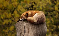 camouflage