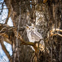 camouflage