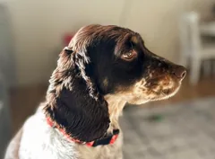 canine