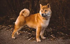 canine