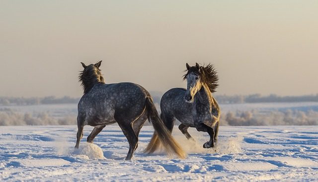 cavalry