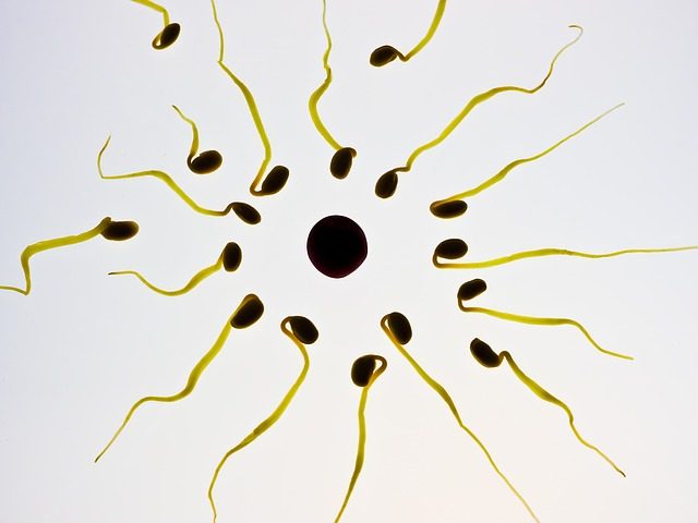 cell