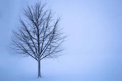 chilly