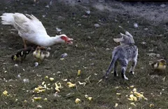 confrontation