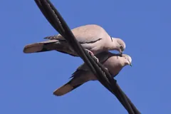 cooing