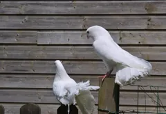 cooing
