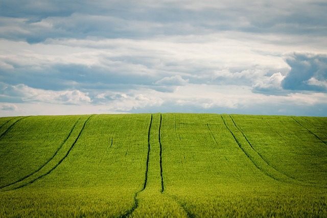 cornfield