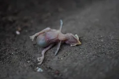 corpse
