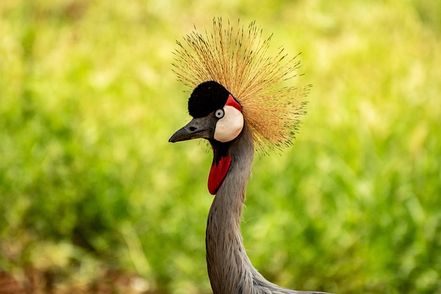 crane