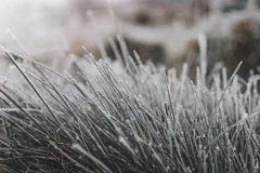 crystalline