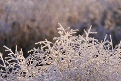 crystalline