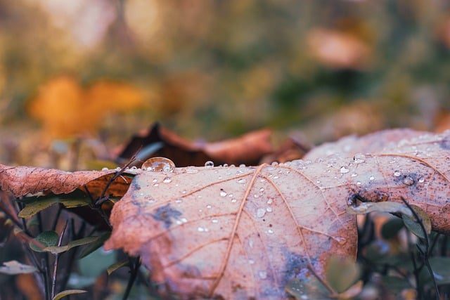 damp