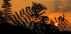 dawn