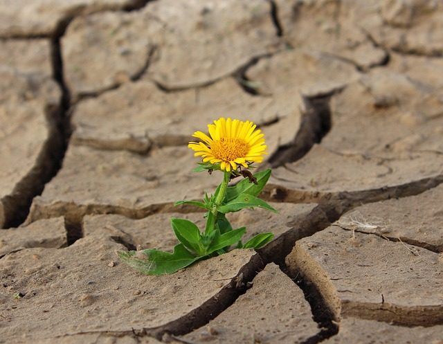 determination