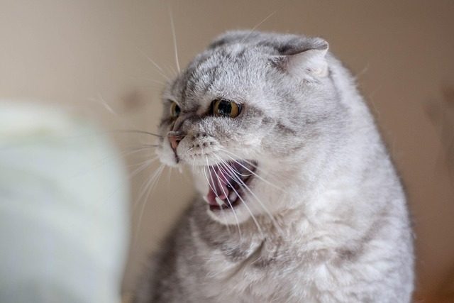 disgruntled