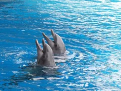 dolphin