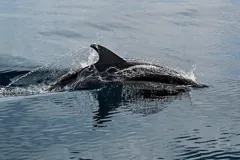 dolphin