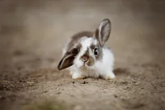 ear