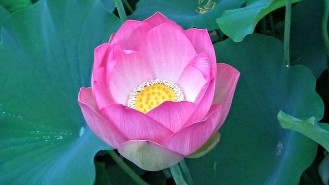 echo