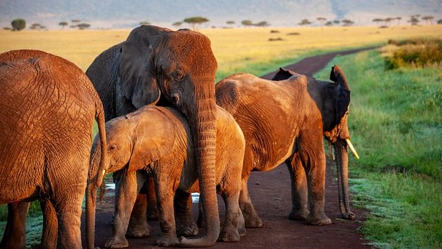 elephant