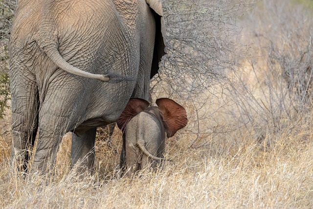 elephant