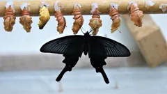 emerge