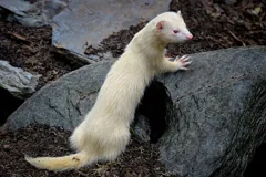 ferret