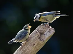 fledgling