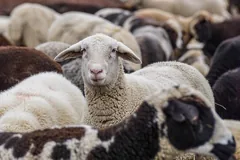 flock