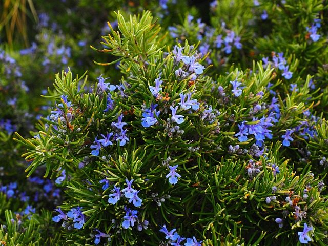 fragrant