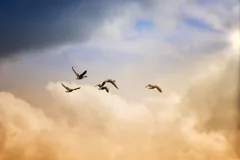 freedom