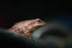 frog