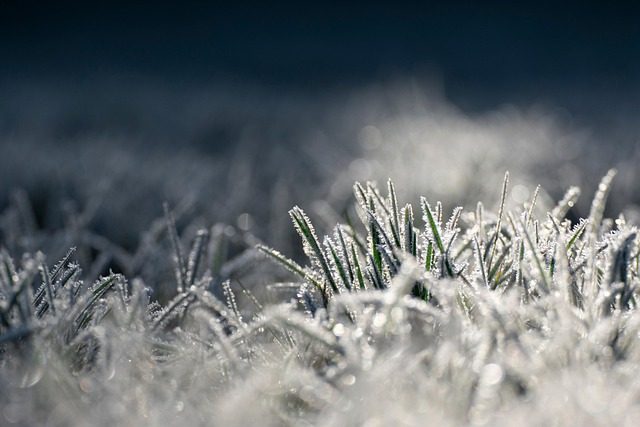 frost