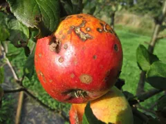 fungicide