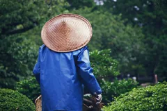 gardener