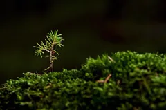 grow