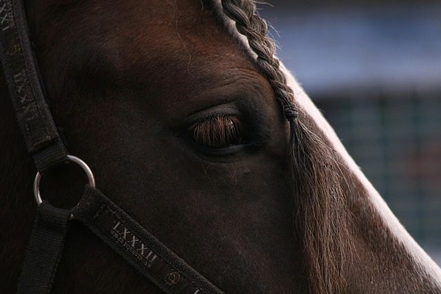 halcyon