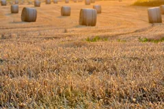 harvest