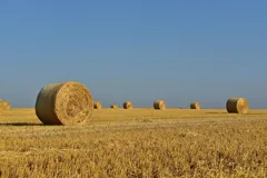 hay