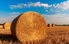 hay