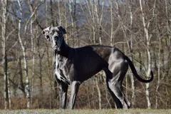 he