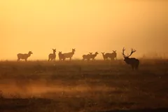 herd