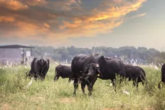 herd