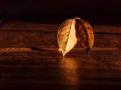 highlight