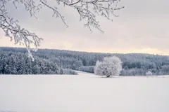 icy