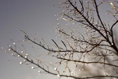 icy