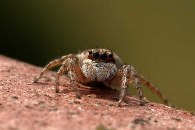 insect