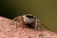 insect