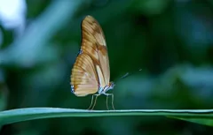 insect