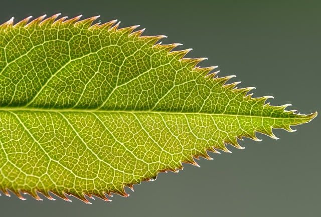 jagged